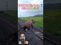 #love #elephante #aesthetic #elephan #sunset #elephant #song #elephat #train #elephantelephant #sad