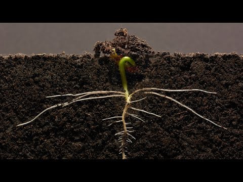 Bean Time-Lapse - 25 days | Soil cross