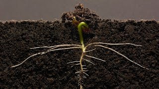 Bean Time-Lapse - 25 days | Soil cross section screenshot 2