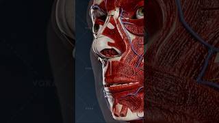 What is anterior epistaxis What are key facts about it