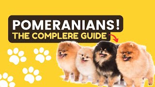 Pomeranian Secrets: What You Must Know! by Dog Talks 54 views 3 months ago 2 minutes, 10 seconds