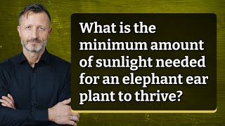 What is the minimum amount of sunlight needed for an elephant ear plant to thrive? Calories In An Elephant Ear