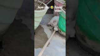 #Attentioncutelilyeyes#funnyactivity#cat#video#trendingshorts