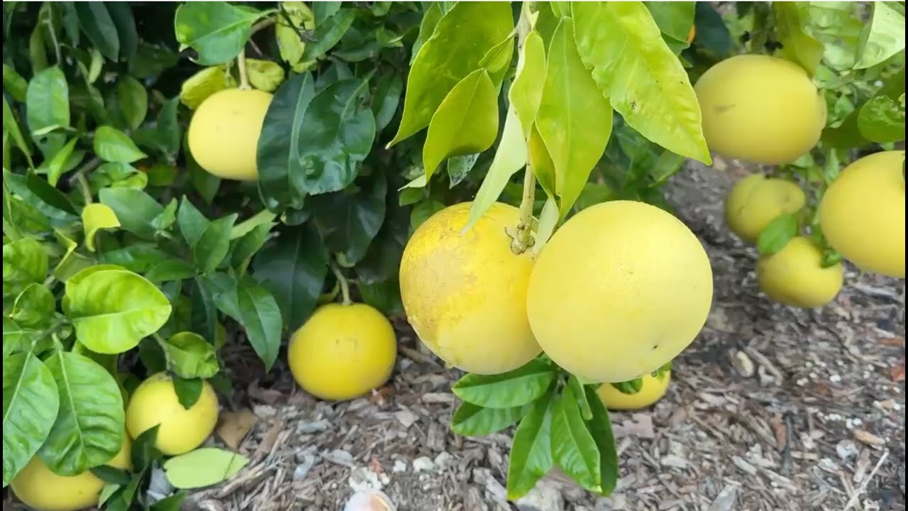 December 21, 2025 POMELO SEASON IS HERE IN PASO ROBLES CA. ZONE9A