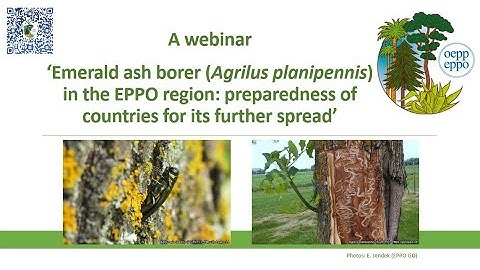 EPPO webinar - Emerald ash borer (Agrilus planipennis) in the EPPO region