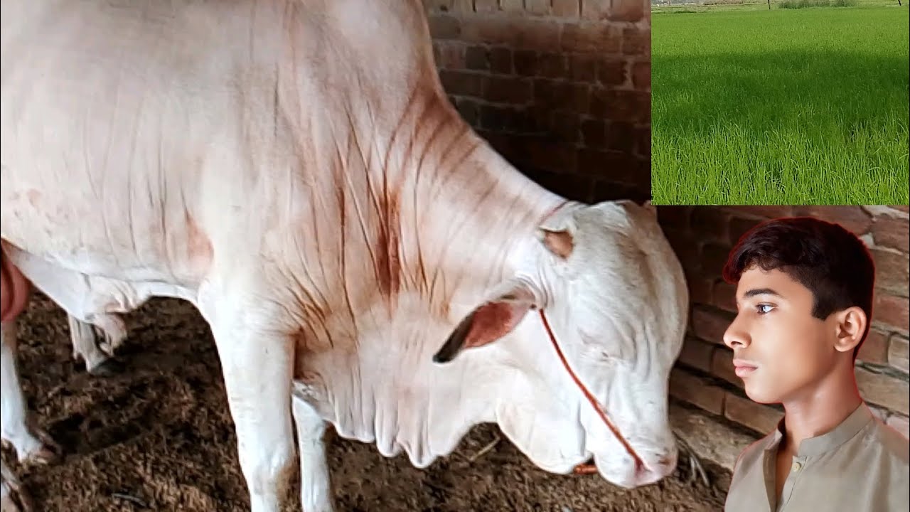 Mashallah beautiful cow la liya oh my god