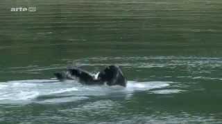 (1.2) Voyages au bout du Monde - Alaska, le Parc National de Glacier Bay