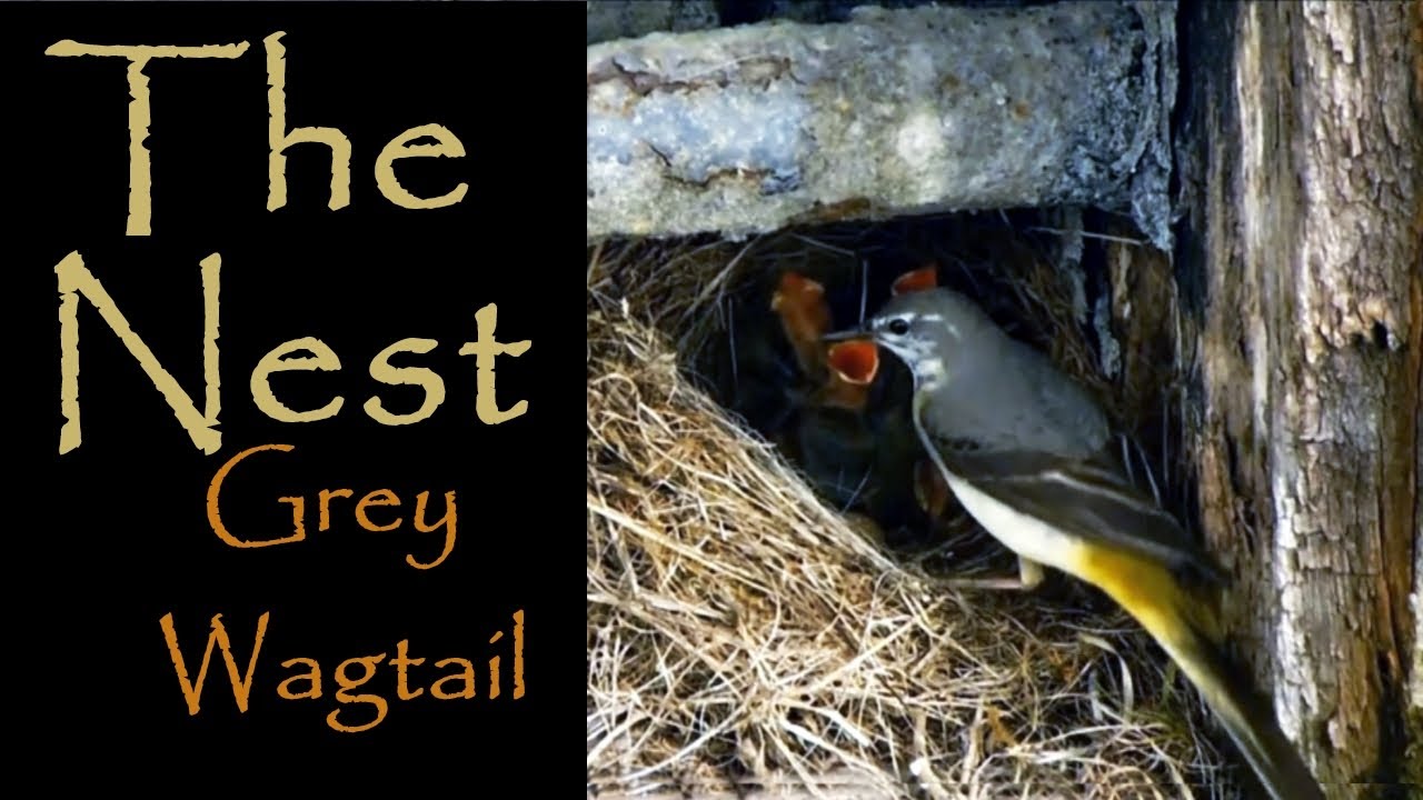 The Nest - Grey Wagtail