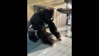 Download Lagu monkey spinning in water MP3