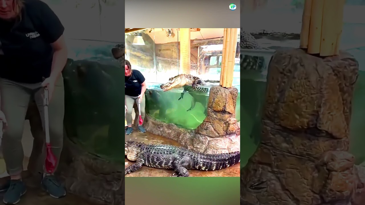 The Most unexpected animal moment caught on camera part 39