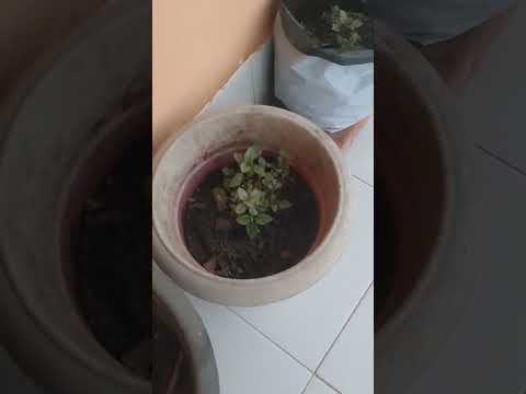 രാവിലത്തെ വിശേഷങ്ങൾ