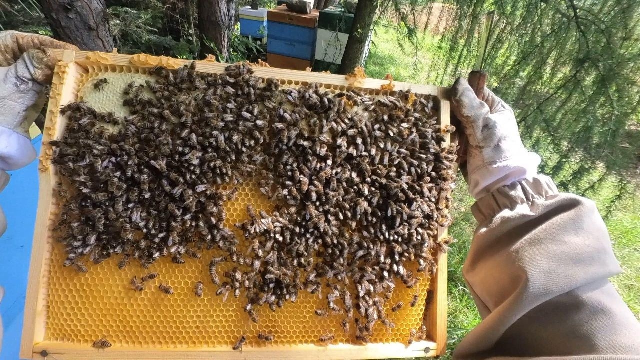 Głód w ulach, trzeba karmić. Kolejne lekcje odebrane od pszczół #pszczoły #pasieka