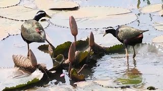 BRONZE-WINGED JACANAS out foraging, Thailand