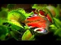 Killer Plant / Venus flytrap - Venusfliegenfalle