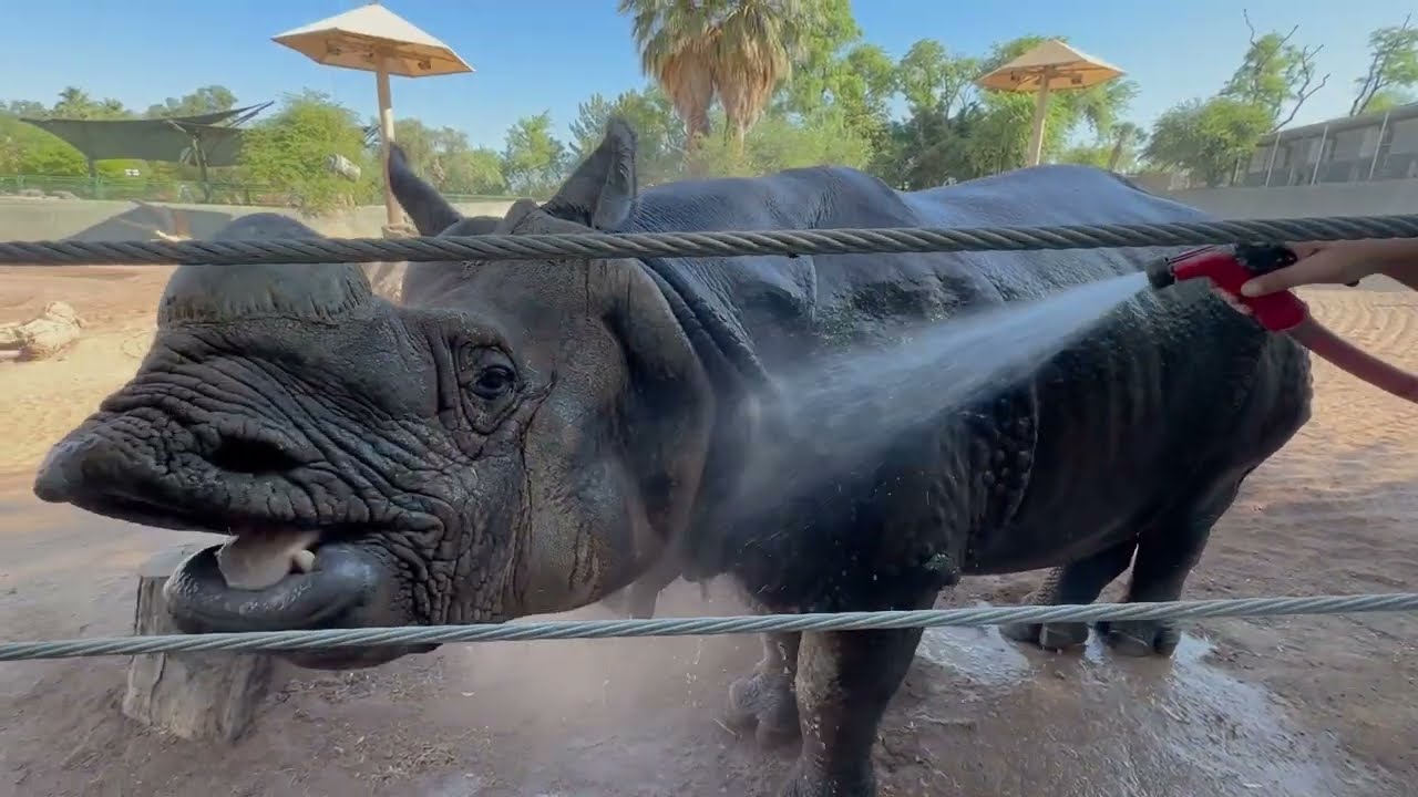 Keeping the Animals Cool - Phoenix Zoo