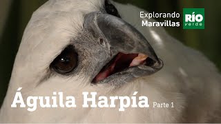 Harpy Eagle Part 1 Exploring the Wonderful  Season 3