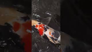 #viralshort #viralvideo #viralreels #koi # #trending #koiindia #kohaku #sanke #kujaku #showa