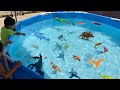 Dinosaur pool collection  learn dinosaur names giant t rex  velociraptors  stegosaurus