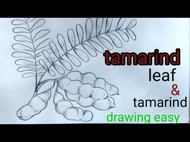 tamarind illustration drawing Stock Illustration | Adobe Stock