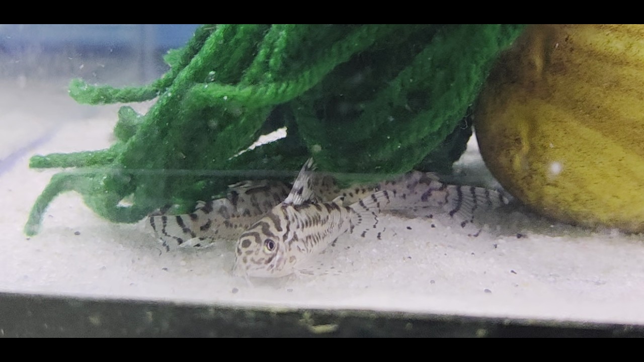 Moving young hoplisoma cw111 (Vulcan corys)