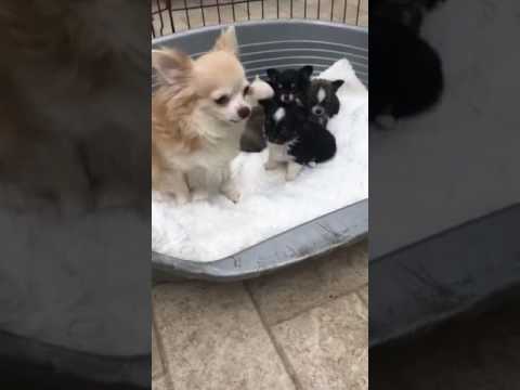 Chihuahua Cucciolata A Pelo Lungo Dolcemela Youtube