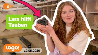 Nervende Stadttauben - was kann helfen? | logo!-Nachrichten vom 10.05.26