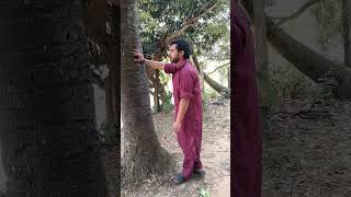 করইম পটরল শট কভব কর দখন