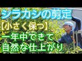 【シラカシの剪定】小さくすっきり保てる自然風手入れ(2026年7月)🌳🐦