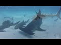My name is Ryan Walton, Welcome to My Shark Life (Intro Video)