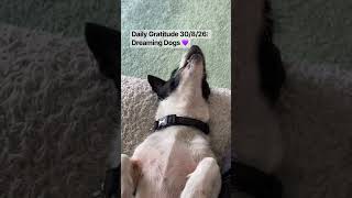 Daily Gratitude 30/8/26 - Dreaming dogs 🐶