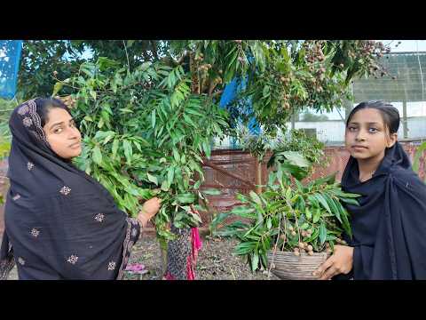বৃষ্টিতে গাছের বেশীরভাগ কাঠ লিচু নষ্ট হয়ে গেছে | Doyel Agro