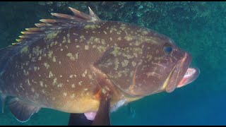 Dusky Groupers Time