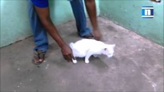 El Gatonejo de Venezuela