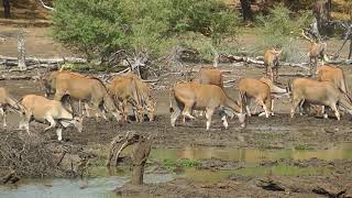 SOUTH AFRICA Eland Antelope (Mapungubwe and Karoo national park)