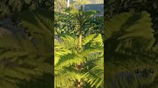 Arbol de Araucaria cada día más grande #plantas #tendencia #huerto #jardin #araucária #shorts
