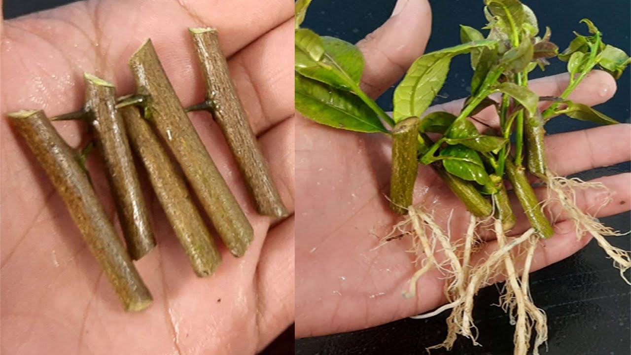 How to grow lemon plant from cutting YouTube