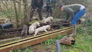 rats rats rats!! ratting with terriers by Mr Johnsons working terriers 21,565 views 2 years ago 15 minutes