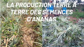 Comment produire ses propres semences des ananas 🍍 et à très faible coût ?