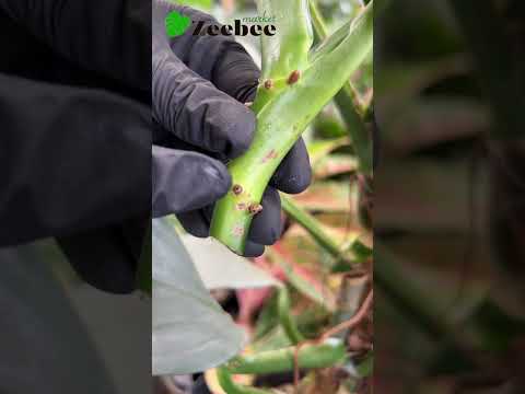 Video: Kako razmnoževati rastline filodendron