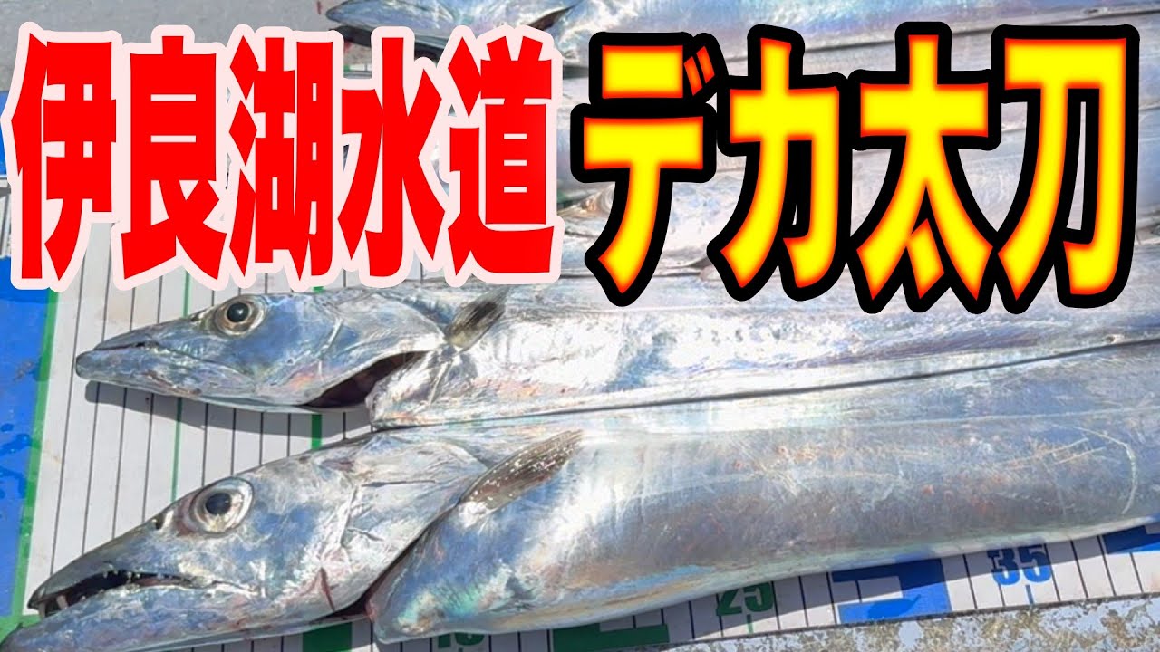 《愛知・大進丸》伊良湖水道デカ太刀魚【開幕戦】2025 7 28