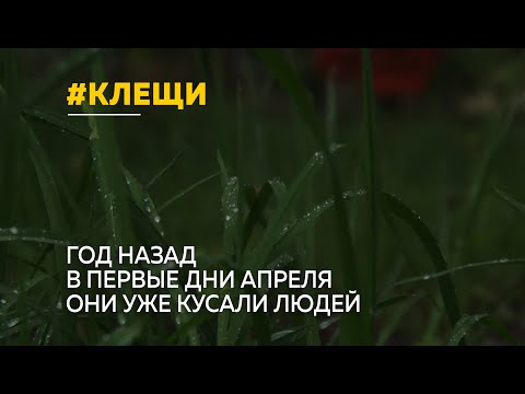 Клещи уже просыпаются. Как не стать жертвой паразитов?