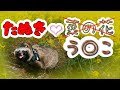 タヌキと菜の花畑見学に行ったはずがとんでも見学になった(Go to see Rape blossoms with Tanuki.But we have a situation!)