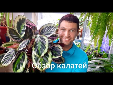 Калатеи моей коллекции. Обзор.