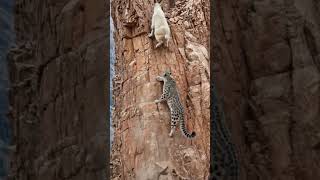 Snow Leopard vs Mountain Goat 🐐🐆 | Epic Cliff Chase Survival | Cinematic #animaliasurvival