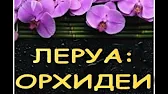 Орхидеи,узамба́рские фиалки,Самара🌺