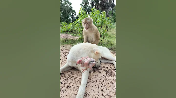 Homeless Chicken Crying Need OG Hug #shorts