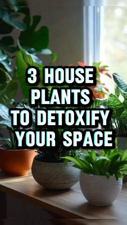 3 House Plants That Naturally Detoxify Your Space 🌿✨” #plants #houseplants #indoorplants