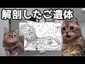 【猫ミーム】●後一週間経ったご遺体は・・・葬儀社にアルバイトとして勤めていたお話その69