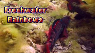 Most beautiful Freshwater Fish = Rainbow Darters