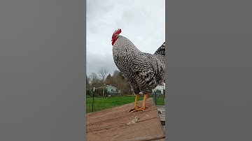Thumbnail of good morning